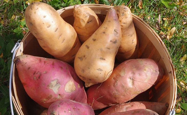 sweetpotatoes